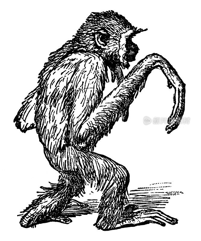 白掌长臂猿(hyloates Lar) - 19世纪